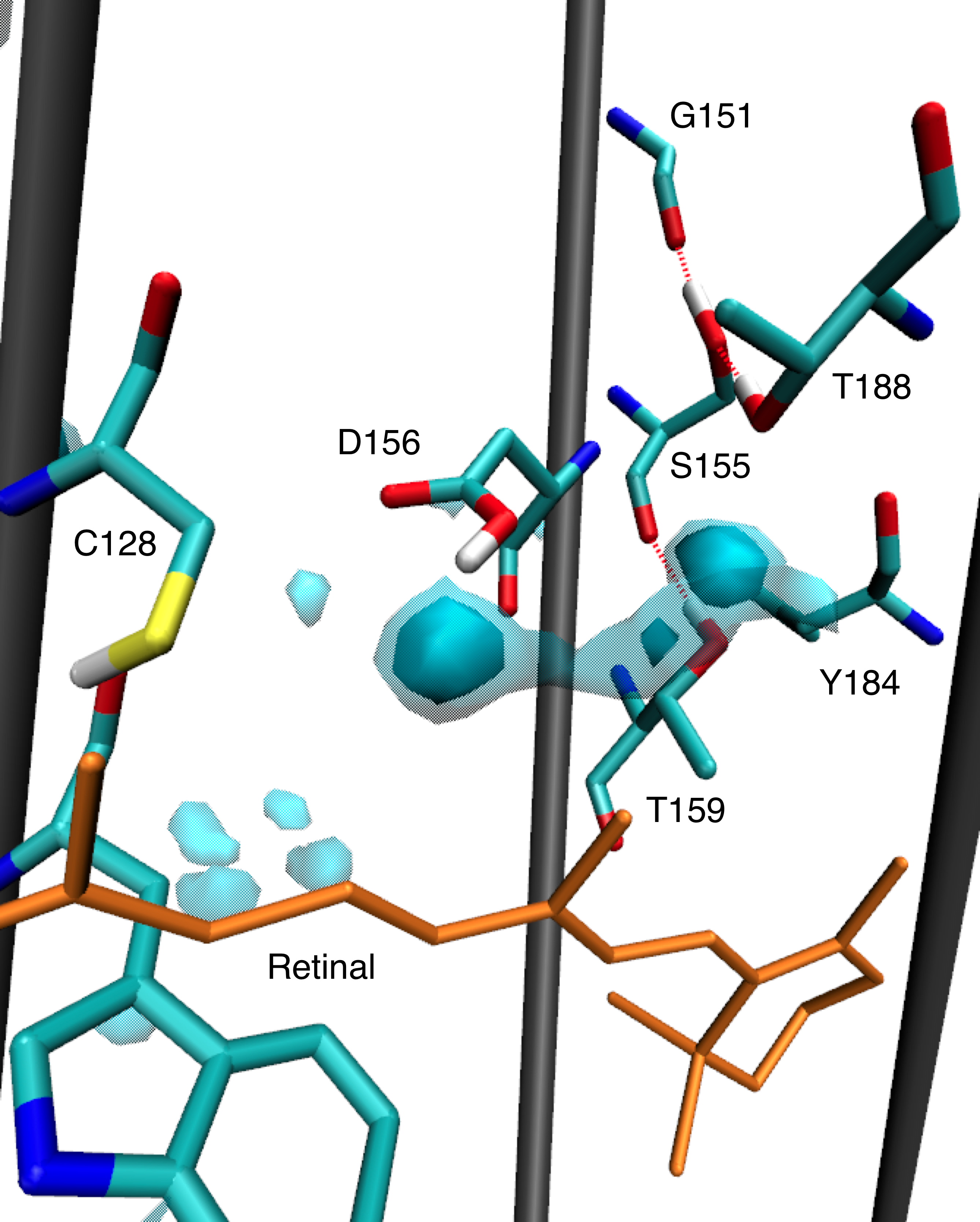 Structural model of channelrhodopsin