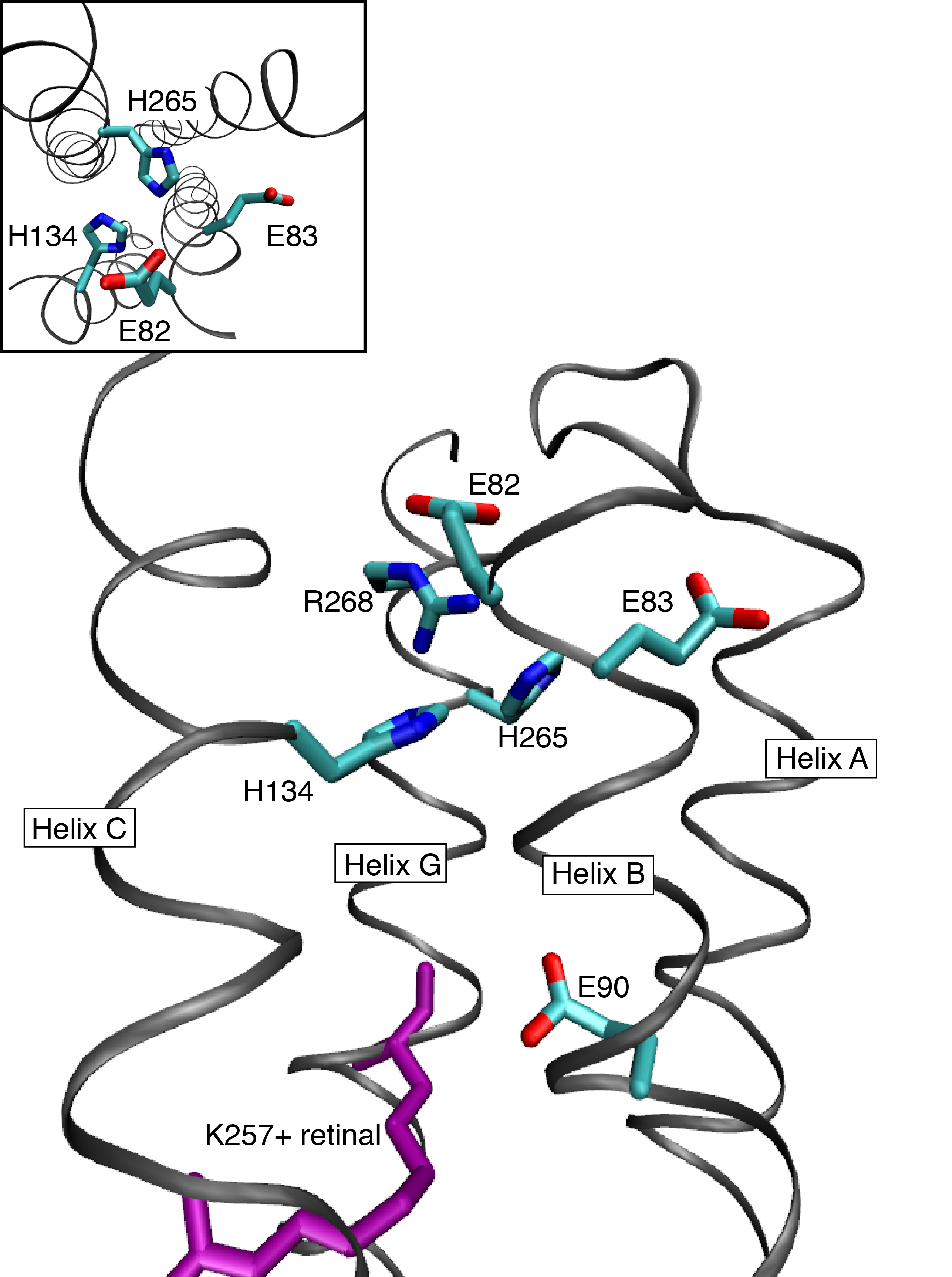 The hydrophilic core found in the cytoplasmic side of channelrhodopsin-2