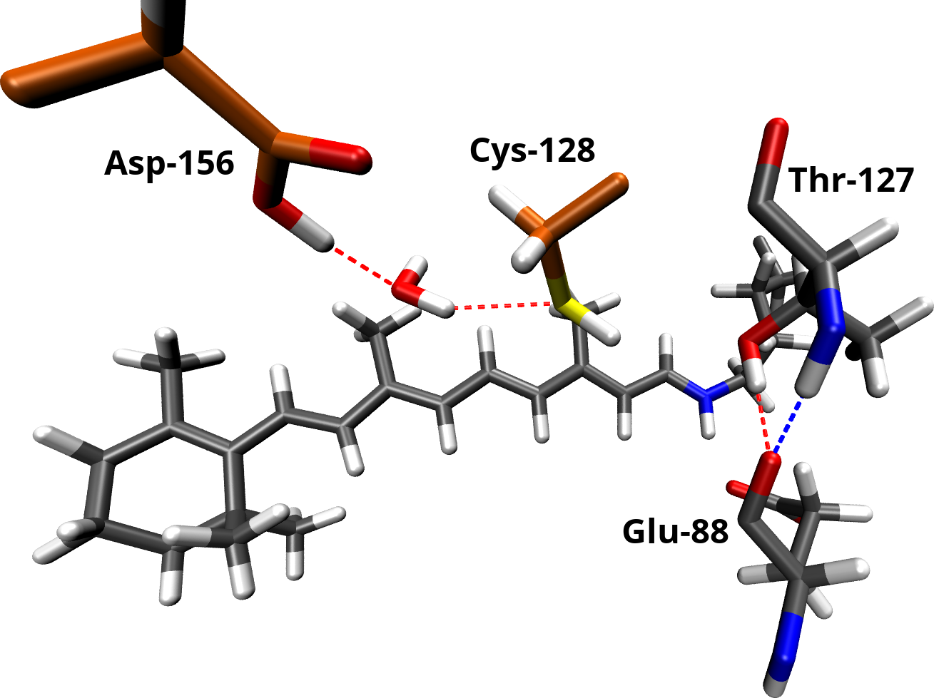 Water distributions found around the DC gate and populated intrahelical hydrogen bonds