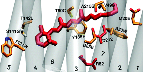 Structural model of channelrhodopsin