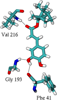 Ligand bound