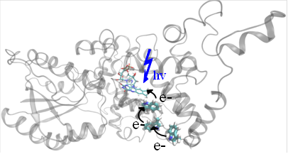 Photolyase